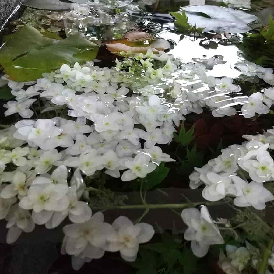 上賀茂神社